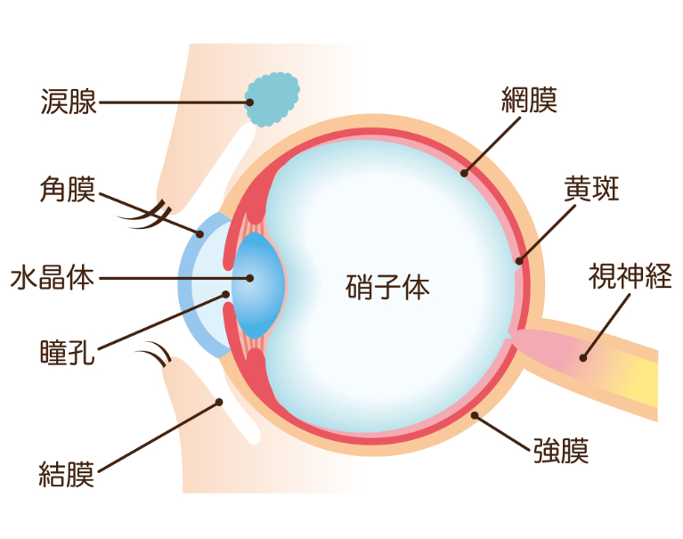 硝子体とは