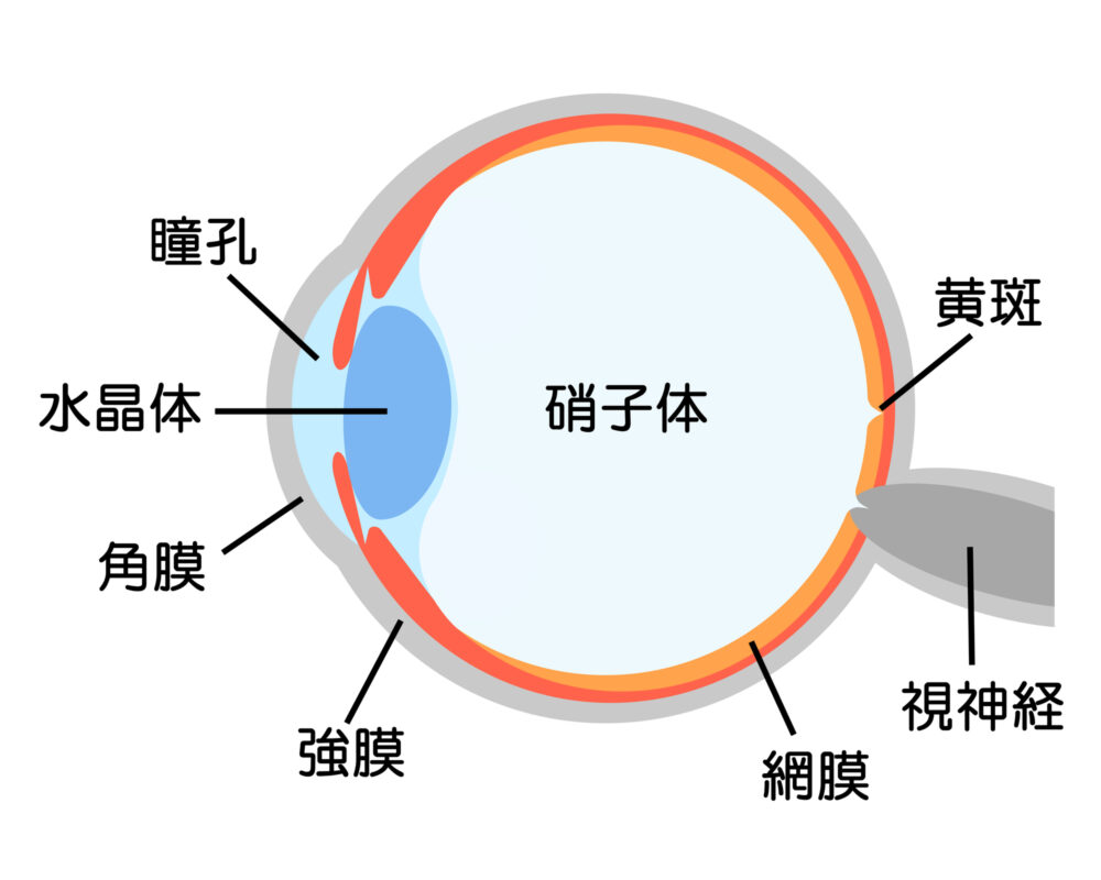 網膜剥離とは